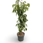 Cornus controversa 'Pagoda'