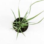 Panicum virgatum 'Northwind'