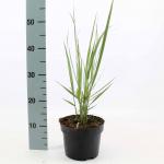 Panicum virgatum 'Northwind'