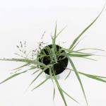 Panicum virgatum 'Northwind'