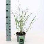Panicum virgatum 'Northwind'