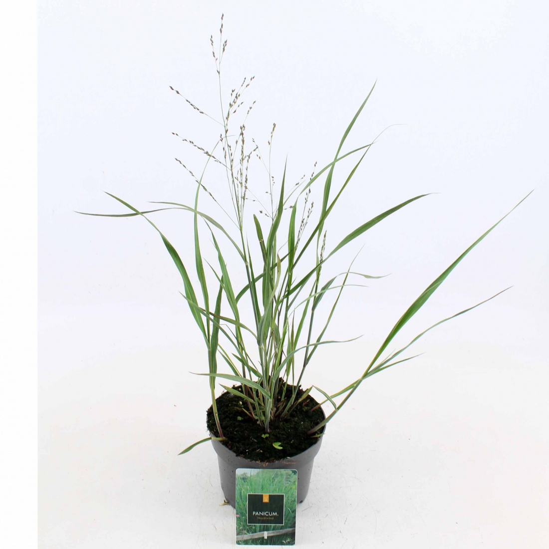 Panicum virgatum 'Northwind'