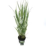 Panicum virgatum 'Northwind'