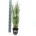 Panicum virgatum 'Northwind'