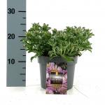 Erigeron gl. 'Sea Breeze'