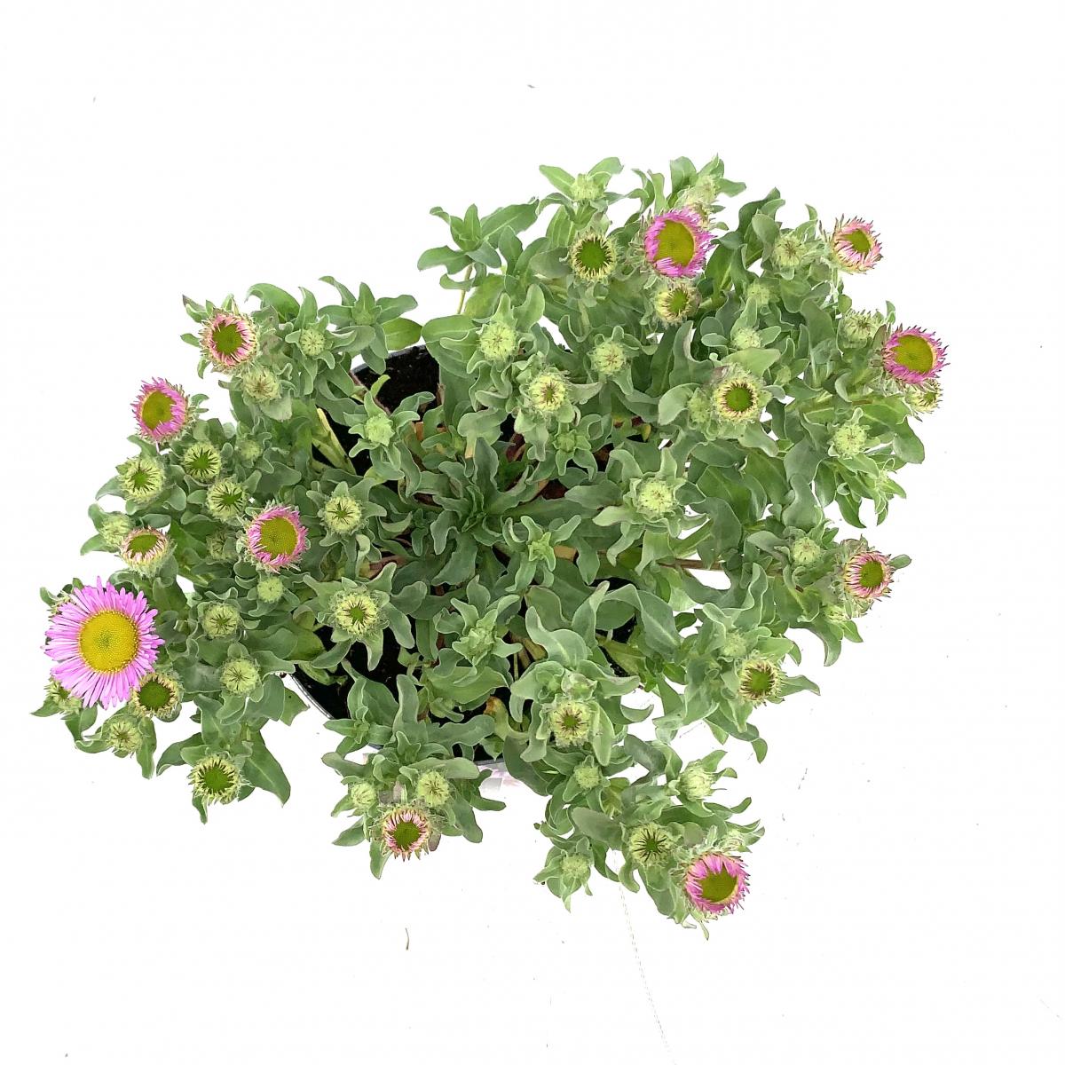 Erigeron gl. 'Sea Breeze'