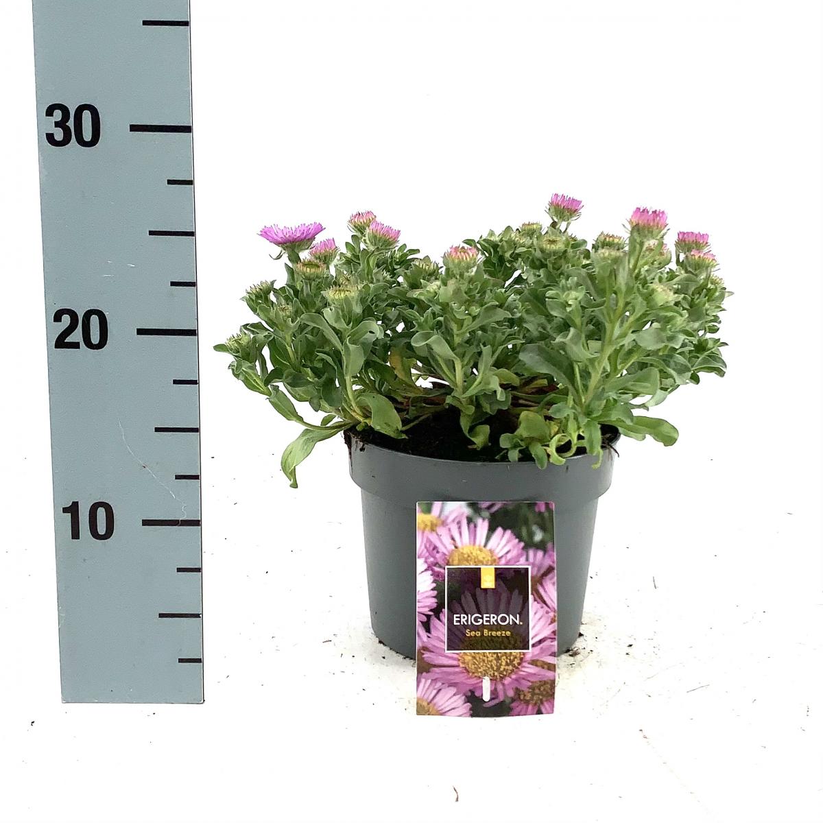 Erigeron gl. 'Sea Breeze'