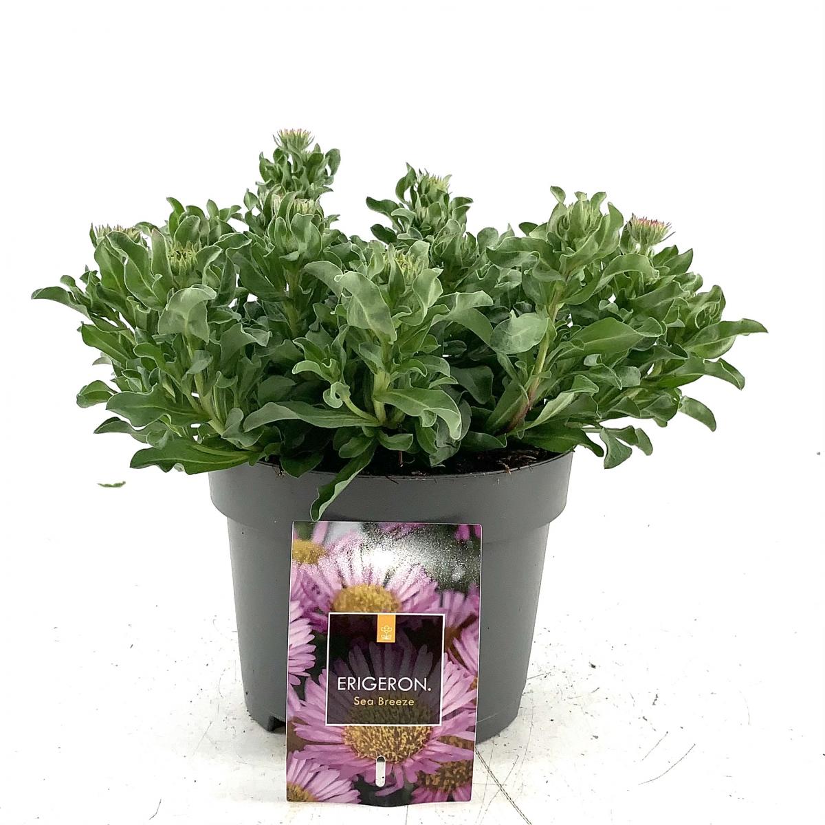 Erigeron gl. 'Sea Breeze'