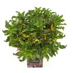 Erigeron gl. 'Sea Breeze'