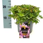 Erigeron gl. 'Sea Breeze'