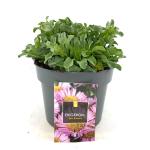 Erigeron gl. 'Sea Breeze'