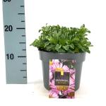 Erigeron gl. 'Sea Breeze'