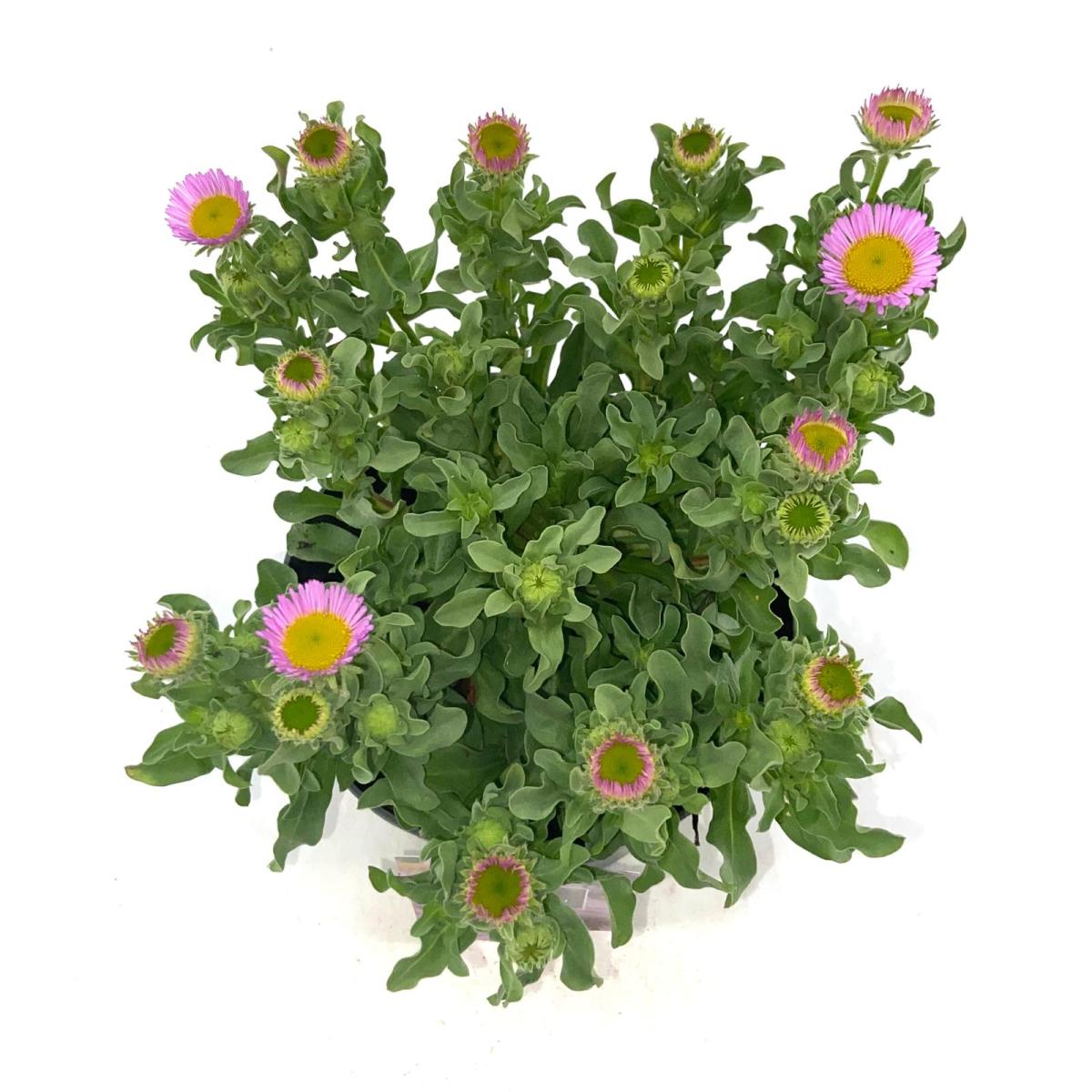 Erigeron gl. 'Sea Breeze'