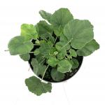 Lavatera 'Barnsley Baby'