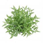 Perovskia atripl. Lacey Blue