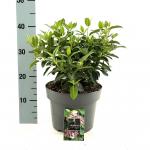Viburnum tin. 'Eve Price'