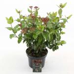 Viburnum tin. Lisarose