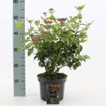 Viburnum tin. Lisarose