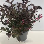 Weigela florida 'Alexandra'