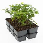 Prunus lusitanica 'Angustifolia'
