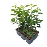 Prunus lusitanica 'Angustifolia'