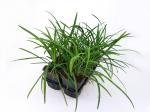 Liriope muscari 'Big Blue'