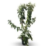 Heptacodium miconioides