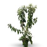 Heptacodium miconioides