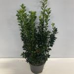 Ilex meserv. Heckenfee