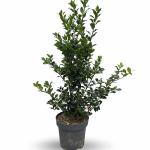 Ilex meserv. Heckenfee