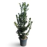 Ilex meserv. Heckenfee