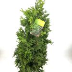 Chamaecyparis o. 'Drath'
