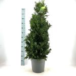 Chamaecyparis o. 'Drath'