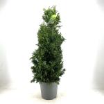 Chamaecyparis o. 'Drath'