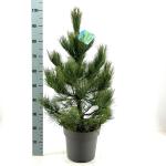 Pinus cembra