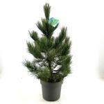 Pinus cembra