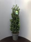 Ilex crenata 'Caroline Upright'