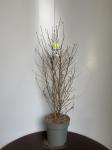 Magnolia stellata