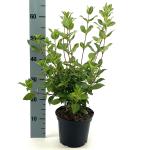 Viburnum tinus