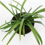 Liriope muscari 'Royal Purple'