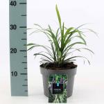 Liriope muscari 'Royal Purple'