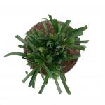 Liriope muscari 'Royal Purple'