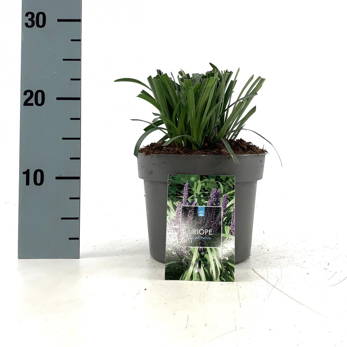 Liriope muscari 'Royal Purple'