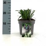 Liriope muscari 'Royal Purple'