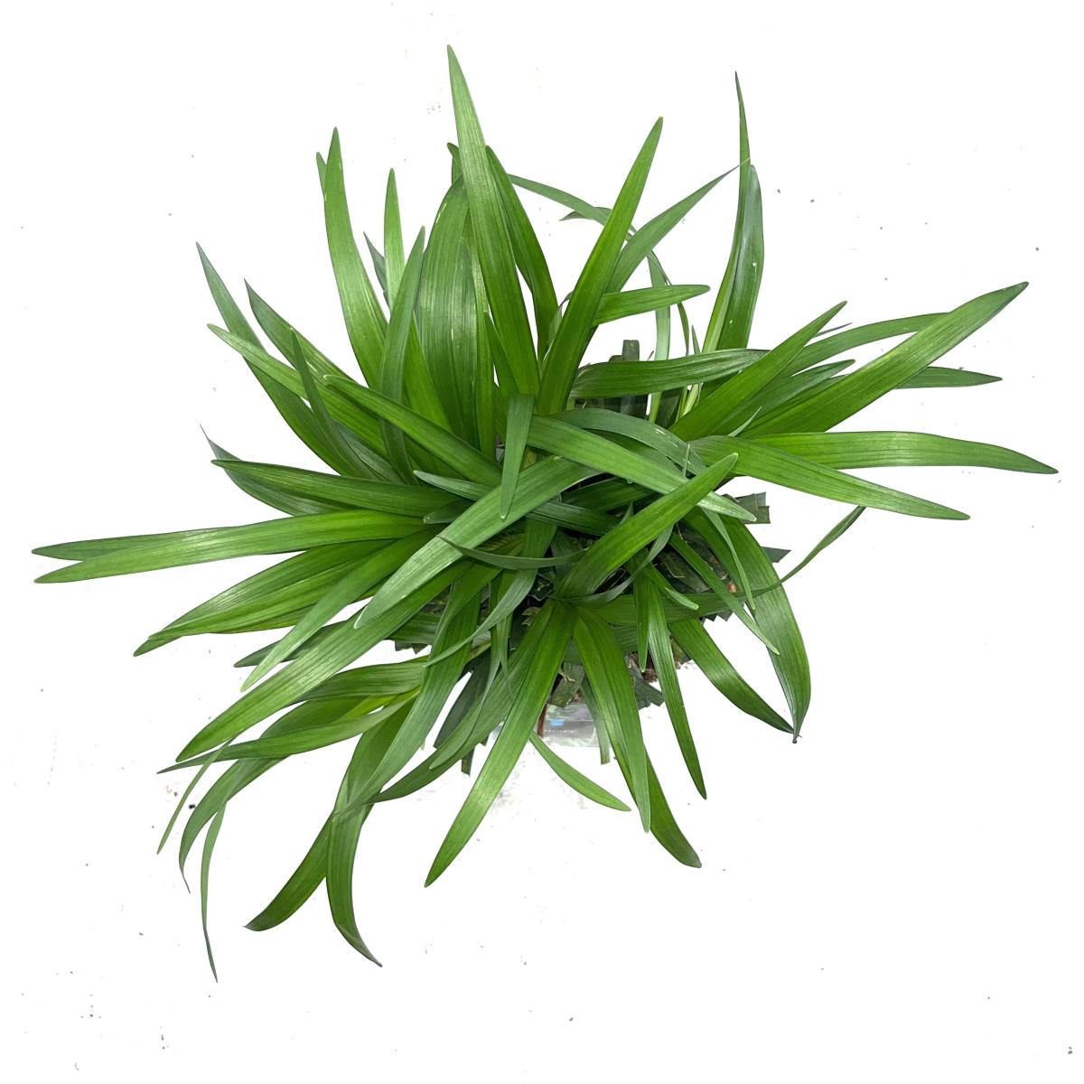 Liriope muscari 'Royal Purple'