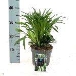 Liriope muscari 'Royal Purple'