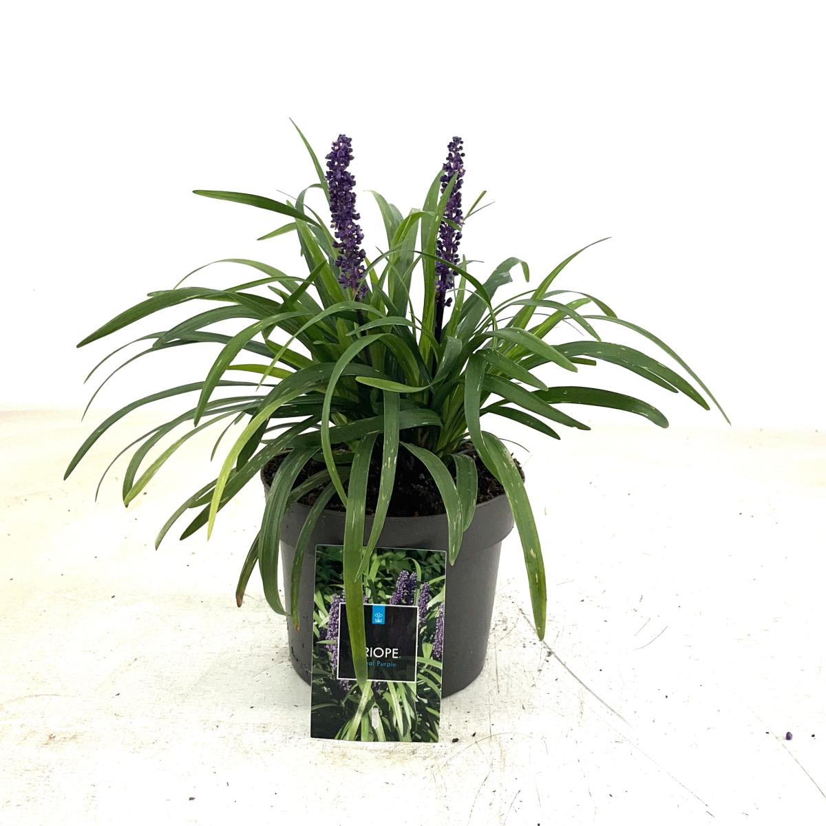 Liriope muscari 'Royal Purple'