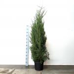 Cupressocyparis l. 'Tweeduizendéén'