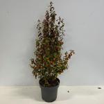 Parrotia persica Persian Spire