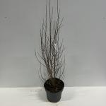 Parrotia persica Persian Spire